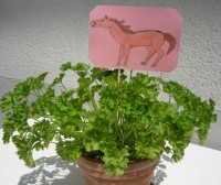 /album/verschiedenes/serkur-gezeichnet-von-elea-jpg/